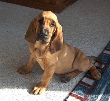 Redbone Coonhound additional photo