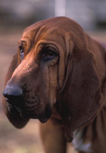 Redbone Coonhound additional photo
