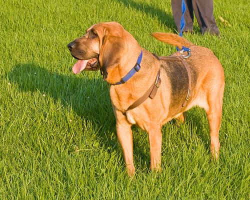 Redbone Coonhound additional photo