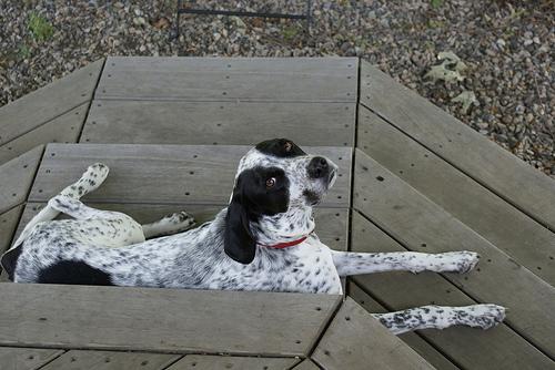 Bluetick Coonhound additional photo