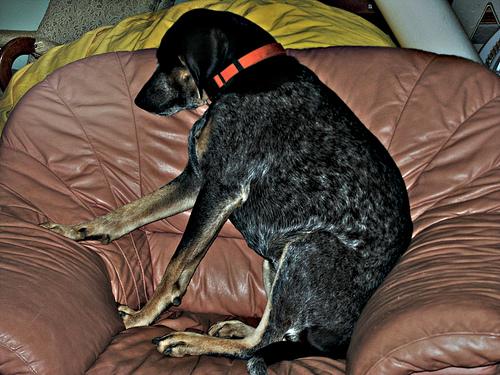 Bluetick Coonhound additional photo