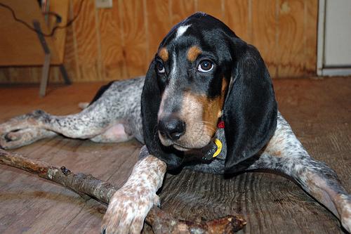 Bluetick Coonhound additional photo