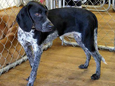 Bluetick Coonhound additional photo