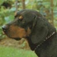 Black and Tan Coonhound additional photo