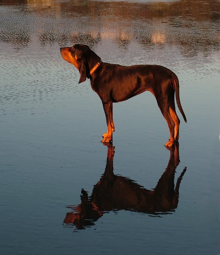 Black and Tan Coonhound additional photo
