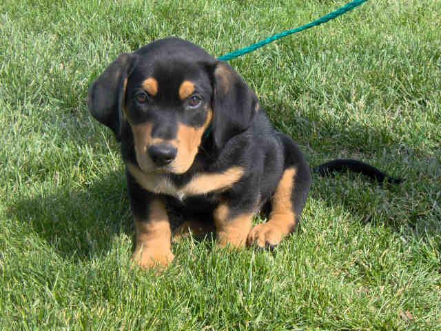 Black and Tan Coonhound additional photo