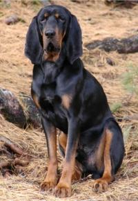 Black and Tan Coonhound additional photo