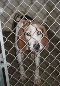 Treeing Walker Coonhound additional photo