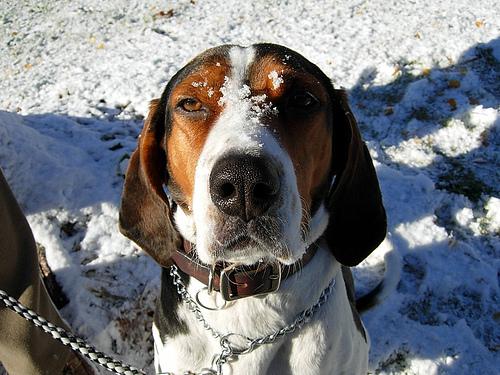Treeing Walker Coonhound additional photo