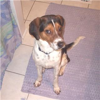 Treeing Walker Coonhound additional photo