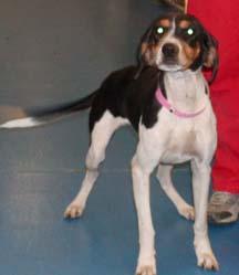 Treeing Walker Coonhound additional photo