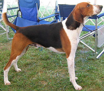 American Foxhound additional photo