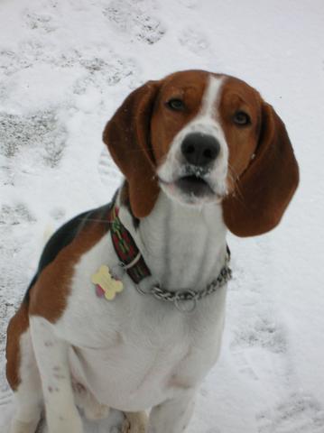 American Foxhound additional photo