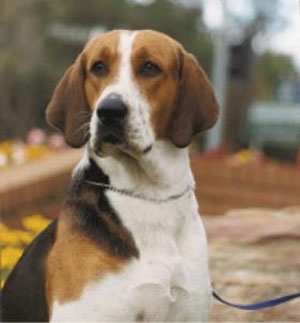 American Foxhound additional photo