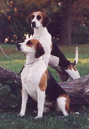 American Foxhound additional photo