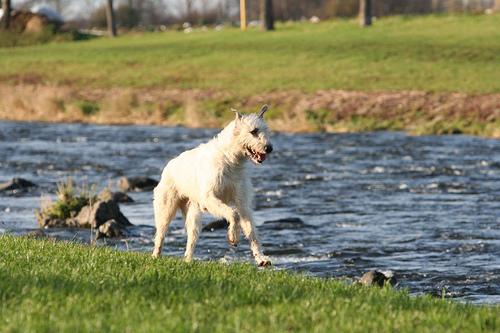 Irish Wolfhound additional photo