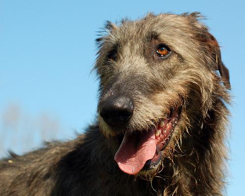 Irish Wolfhound additional photo