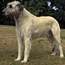 Irish Wolfhound additional photo