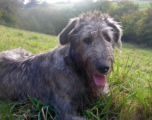 Irish Wolfhound additional photo