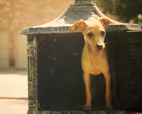 Italian Greyhound additional photo