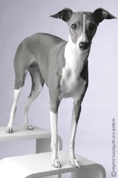 Italian Greyhound additional photo