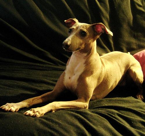 Italian Greyhound additional photo