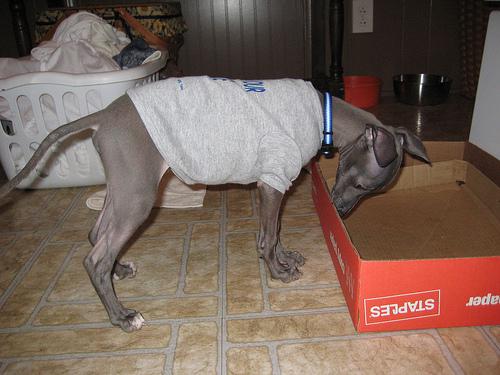 Greyhound additional photo