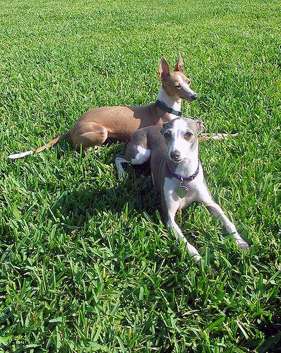 Greyhound additional photo
