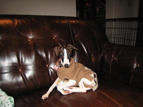 Italian Greyhound additional photo