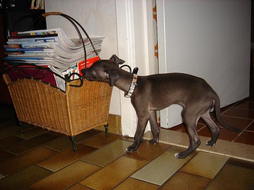 Greyhound additional photo