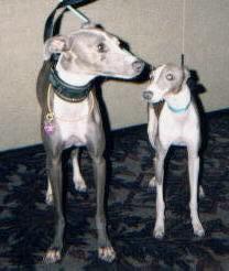 Greyhound additional photo