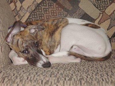 Whippet additional photo