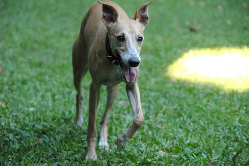Whippet additional photo
