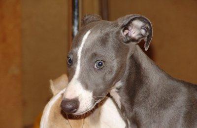 Whippet additional photo