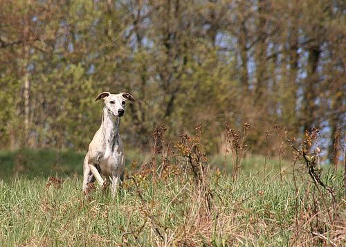 Whippet additional photo