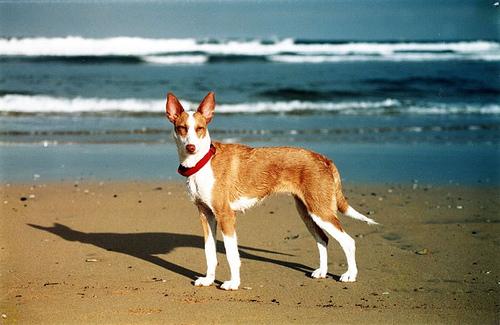 Pharaoh Hound additional photo