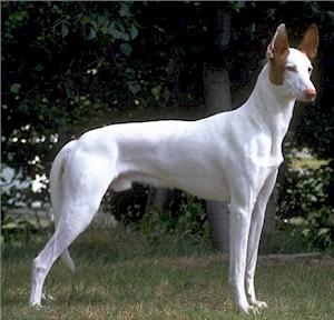 Pharaoh Hound additional photo