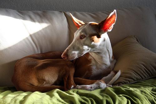 Pharaoh Hound additional photo