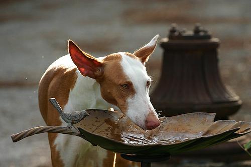 Pharaoh Hound additional photo