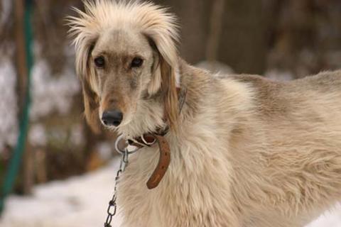 Saluki additional photo