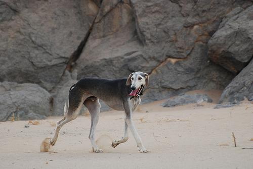 Saluki additional photo