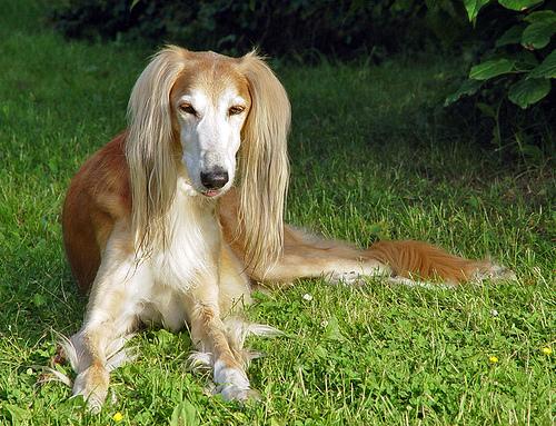 Saluki additional photo