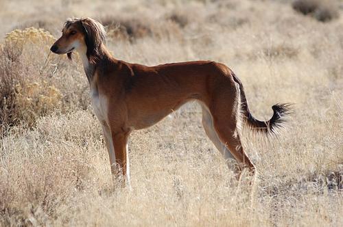Saluki additional photo