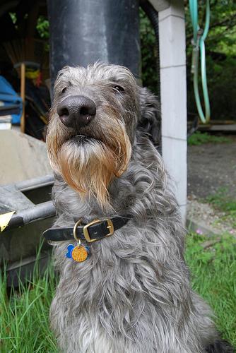 Scottish Deerhound additional photo