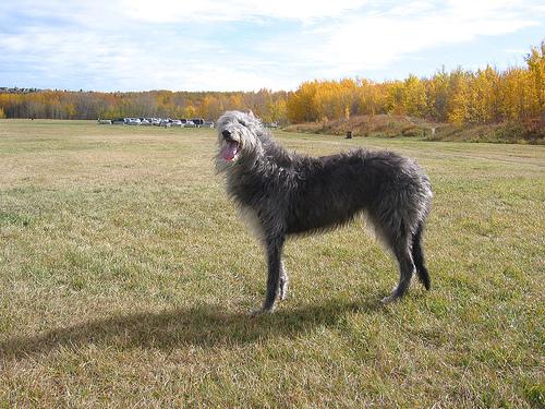 Scottish Deerhound additional photo