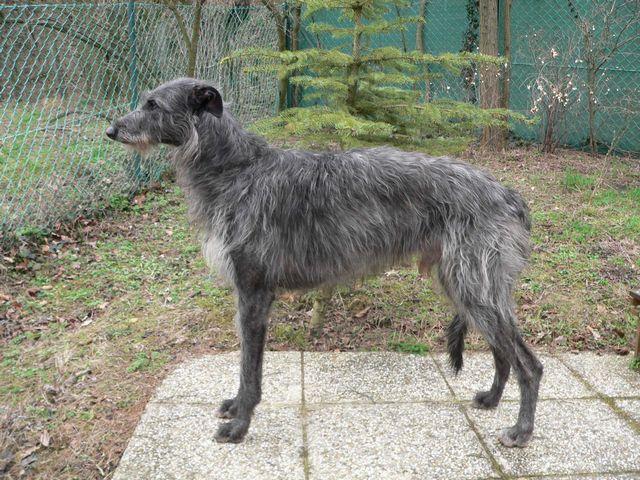Scottish Deerhound additional photo
