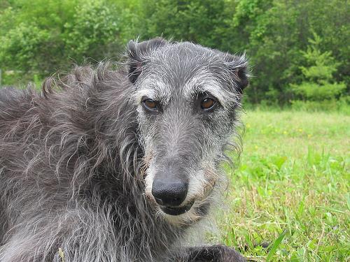 Scottish Deerhound additional photo