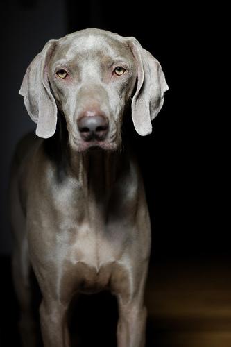 Weimaraner additional photo