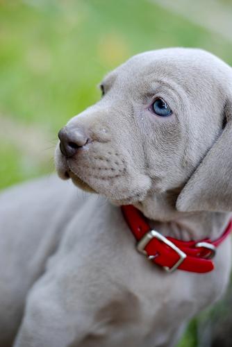 Weimaraner additional photo