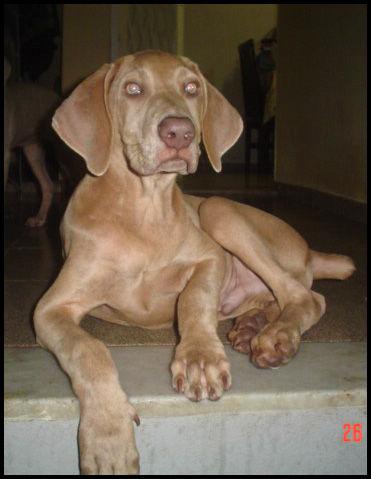 Weimaraner additional photo